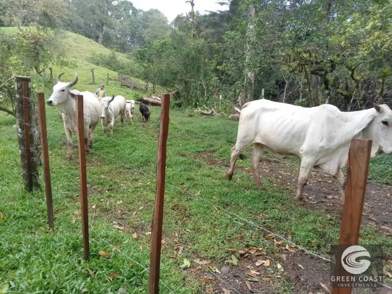 7.2-Hectare Turrubares Farm with Two Homes, Natural Springs, and Scenic Hills Near Carara — view 10, Carara, Turrubares, Costa Rica