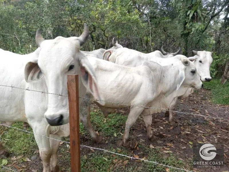 7.2-Hectare Turrubares Farm with Two Homes, Natural Springs, and Scenic Hills Near Carara — view 11, Carara, Turrubares, Costa Rica
