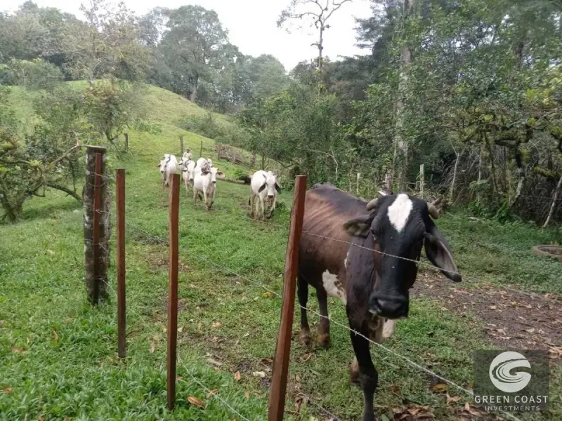 6.5-Hectare Fertile Farm in Turrubares with Natural Springs and Stunning Views — view 8, Carara, Turrubares, Costa Rica