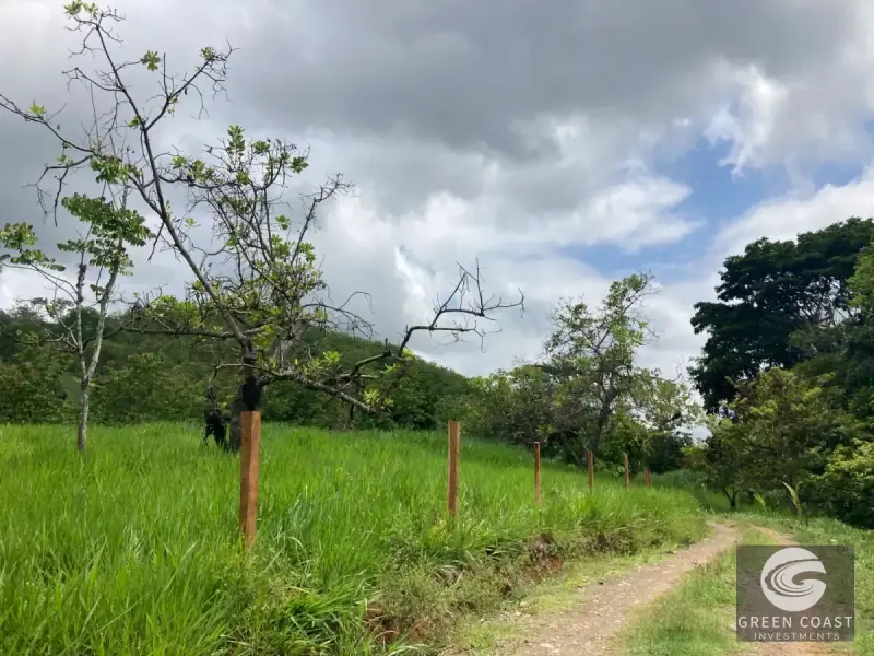 Whimsical Frog-Shaped Studio on 4 Hectares with River Access and Mountain Views in Parrita — view 26, Parrita, Parrita, Costa Rica