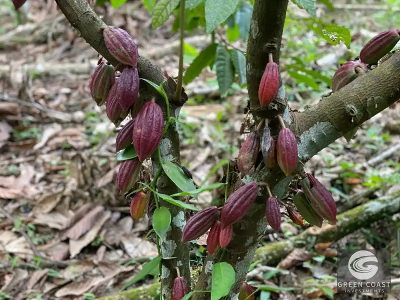 14-Hectare Organic Eco-Farm with Pristine Rainforest, Cacao & Vanilla Crops in Limón — view 2, Rita, Pococí, Costa Rica