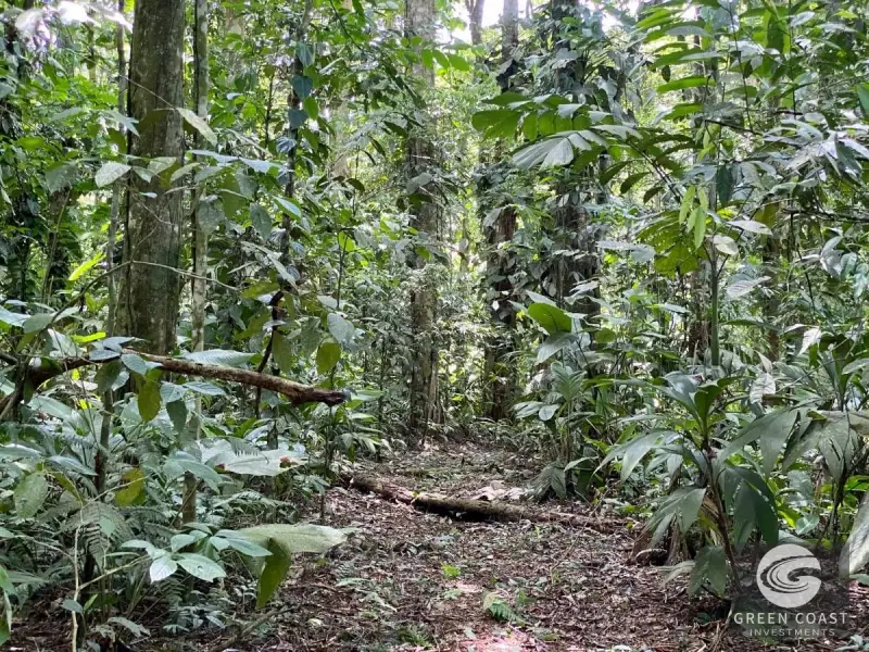 14-Hectare Organic Eco-Farm with Pristine Rainforest, Cacao & Vanilla Crops in Limón — view 5, Rita, Pococí, Costa Rica