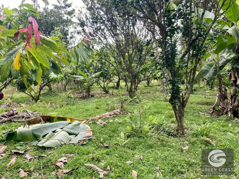 14-Hectare Organic Eco-Farm with Pristine Rainforest, Cacao & Vanilla Crops in Limón — view 6, Rita, Pococí, Costa Rica