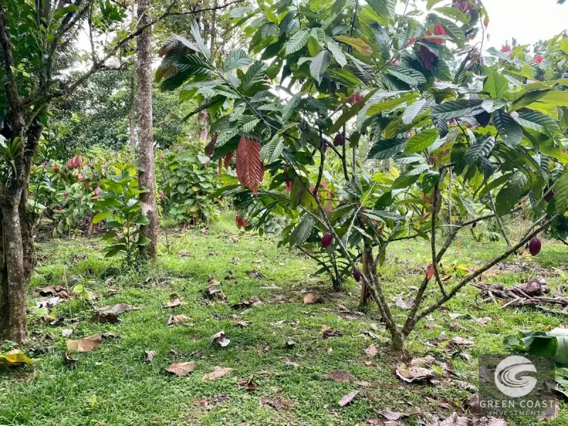 14-Hectare Organic Eco-Farm with Pristine Rainforest, Cacao & Vanilla Crops in Limón — view 7, Rita, Pococí, Costa Rica