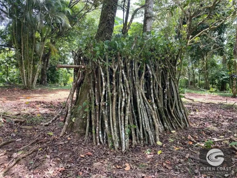 14-Hectare Organic Eco-Farm with Pristine Rainforest, Cacao & Vanilla Crops in Limón — view 8, Rita, Pococí, Costa Rica