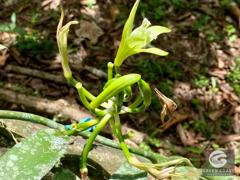 14-Hectare Organic Eco-Farm with Pristine Rainforest, Cacao & Vanilla Crops in Limón — view 9, Rita, Pococí, Costa Rica
