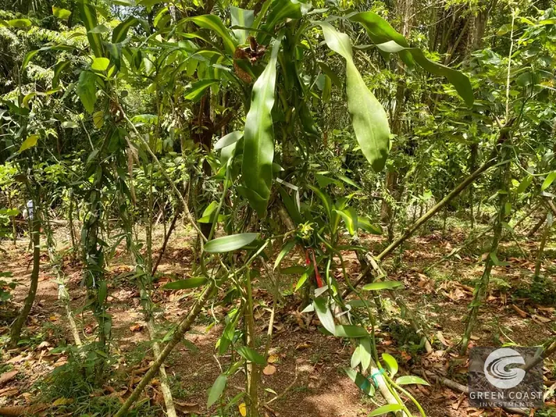 14-Hectare Organic Eco-Farm with Pristine Rainforest, Cacao & Vanilla Crops in Limón — view 10, Rita, Pococí, Costa Rica