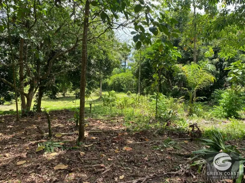 14-Hectare Organic Eco-Farm with Pristine Rainforest, Cacao & Vanilla Crops in Limón — view 11, Rita, Pococí, Costa Rica