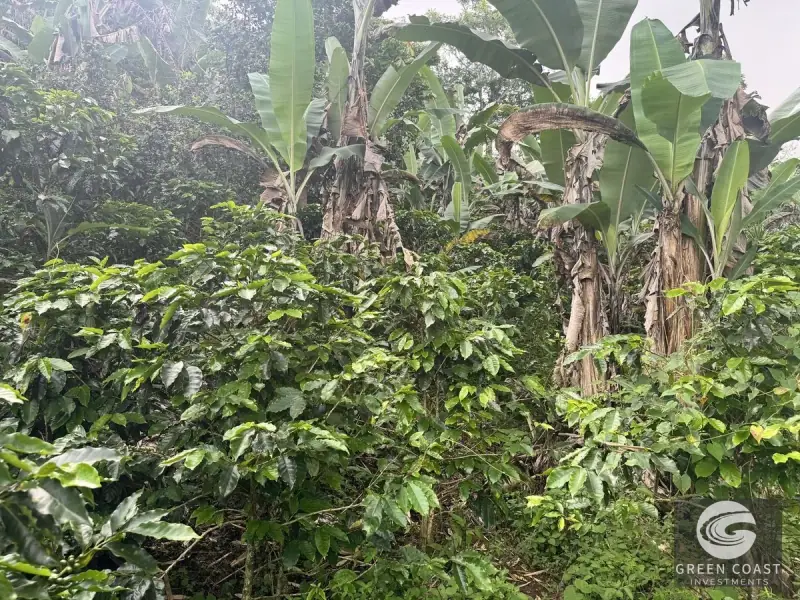 Chirripó View Mountain Farm: 3 Acres with Cabins & Coffee in Rivas — view 22, Rivas, Pérez Zeledón, Costa Rica