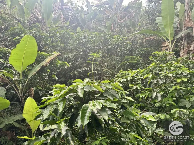 Chirripó View Mountain Farm: 3 Acres with Cabins & Coffee in Rivas — view 24, Rivas, Pérez Zeledón, Costa Rica