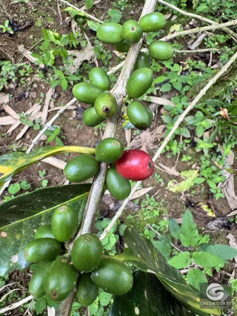Chirripó View Mountain Farm: 3 Acres with Cabins & Coffee in Rivas — view 31, Rivas, Pérez Zeledón, Costa Rica
