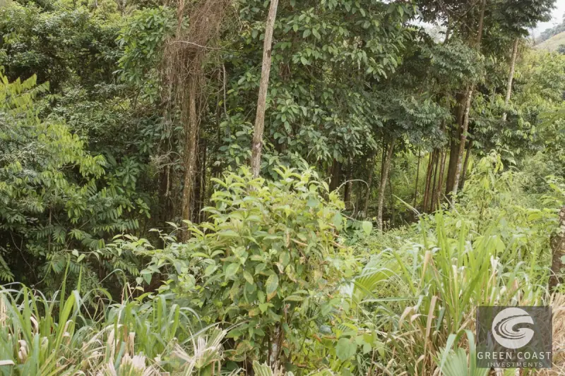 Chontales Forest View Lot | 1.87 Acres of Serene Mountain Jungle with Utilities Ready — view 8, Barú, Pérez Zeledón, Costa Rica