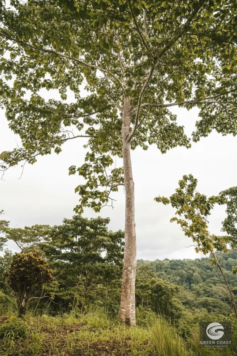 Pavones Jungle Surf Lot: 1.43 Acres of Coastal Paradise Near Punta Saleas — view 14, Pavones, Golfito, Costa Rica