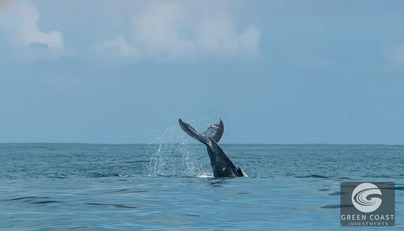 Dominicalito Bay Tropical Home & Studio Walk to Beach & Waterfall — view 7, Osa, Costa Rica