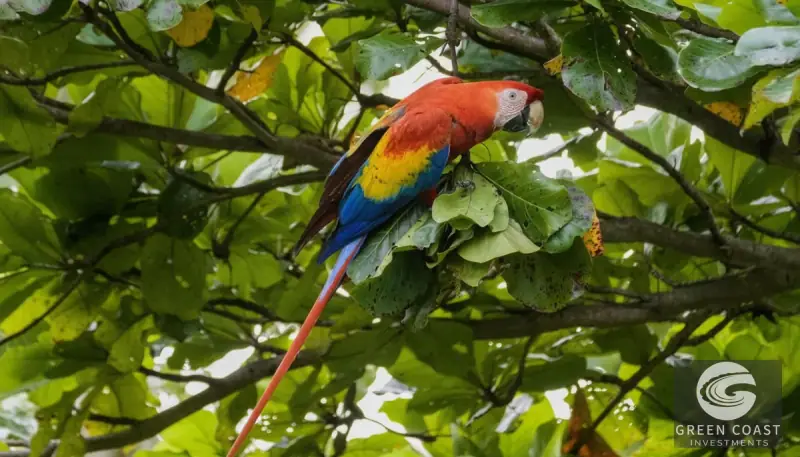 Dominicalito Bay Tropical Home & Studio Walk to Beach & Waterfall — view 8, Osa, Costa Rica