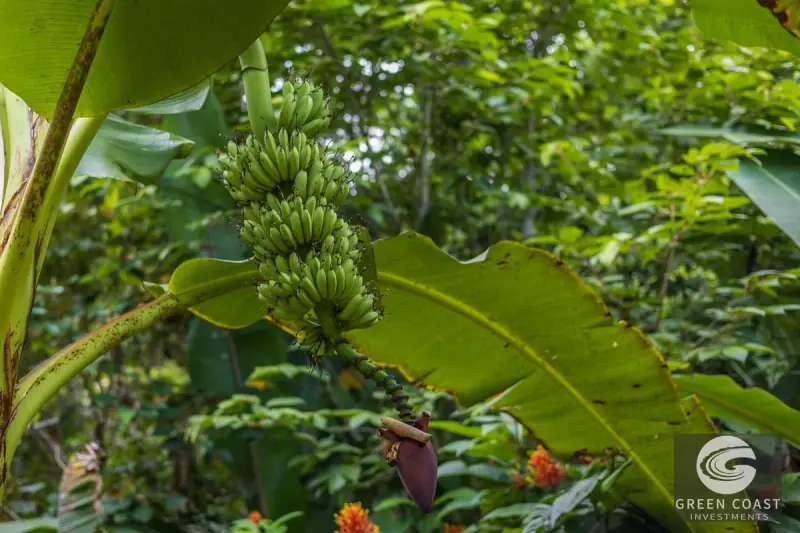 1.23-Acre Ocean View Sanctuary in Dominical-Uvita — Build-Ready Sites Bordering Nature Reserve — view 23, Savegre, Aguirre, Costa Rica