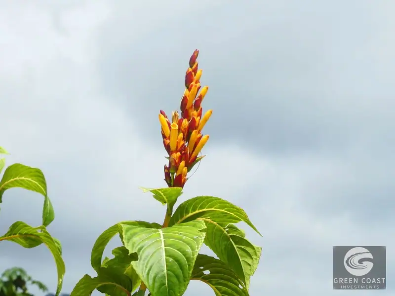 1.23-Acre Ocean View Sanctuary in Dominical-Uvita — Build-Ready Sites Bordering Nature Reserve — view 30, Savegre, Aguirre, Costa Rica