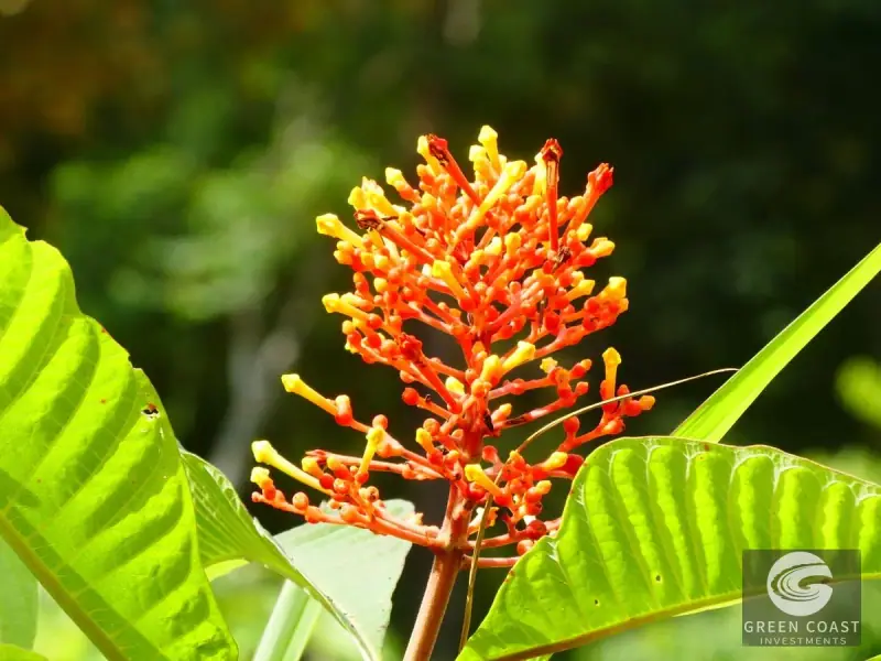 1.23-Acre Ocean View Sanctuary in Dominical-Uvita — Build-Ready Sites Bordering Nature Reserve — view 31, Savegre, Aguirre, Costa Rica
