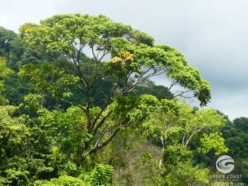 1.23-Acre Ocean View Sanctuary in Dominical-Uvita — Build-Ready Sites Bordering Nature Reserve — view 33, Savegre, Aguirre, Costa Rica