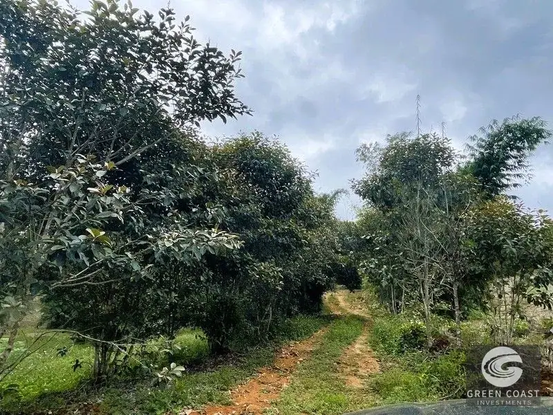 Mountain Bamboo Sanctuary with Rivers & Ocean Access in Perez Zeledon — view 22, Perez Zeledon, Costa Rica