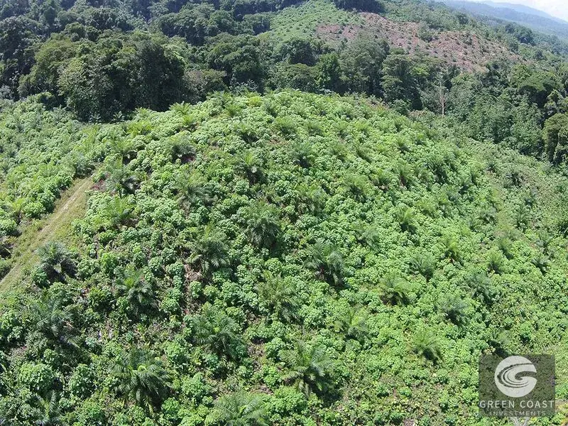 98-Hectare Producing Palm Farm with Ocean Views & Owner's Cabin in Osa Peninsula — view 3, Palmar, Osa, Costa Rica