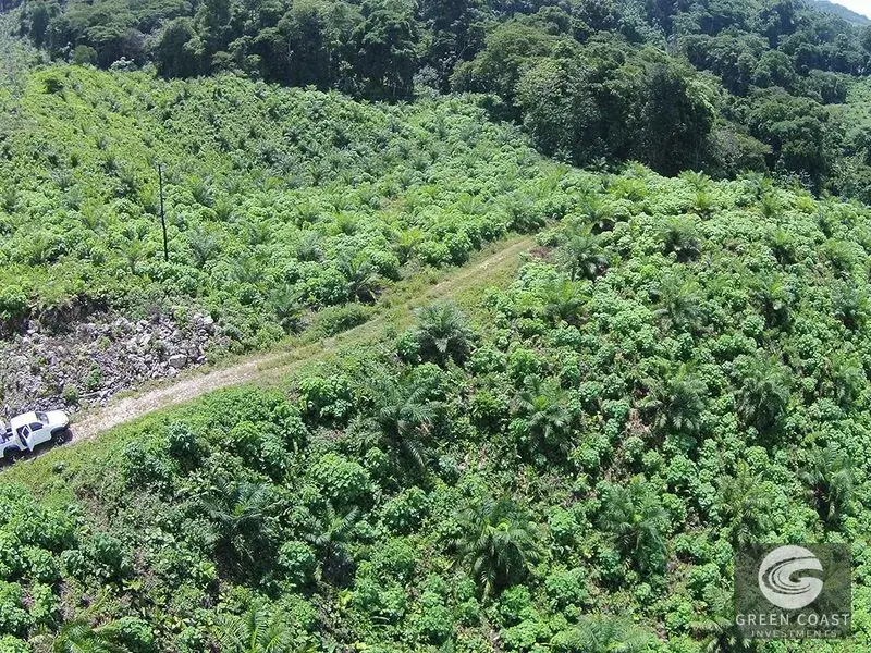 98-Hectare Producing Palm Farm with Ocean Views & Owner's Cabin in Osa Peninsula — view 4, Palmar, Osa, Costa Rica