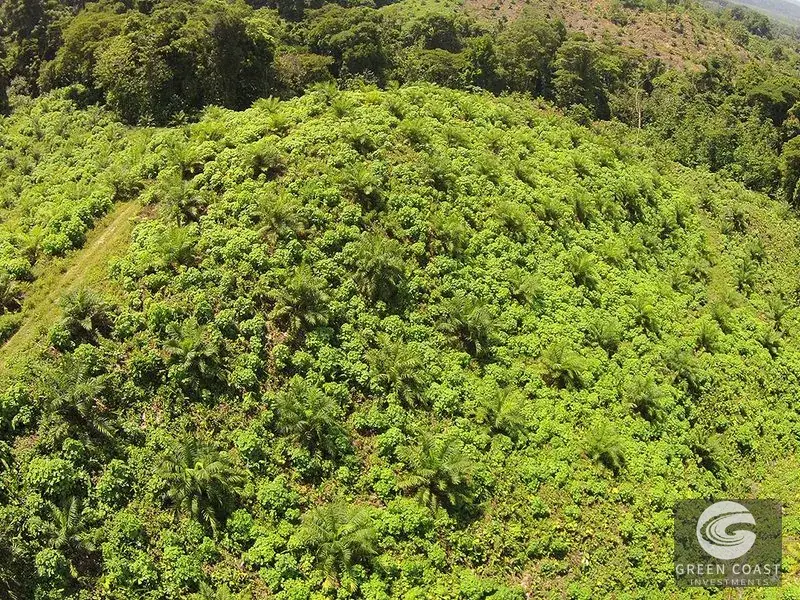 98-Hectare Producing Palm Farm with Ocean Views & Owner's Cabin in Osa Peninsula — view 6, Palmar, Osa, Costa Rica