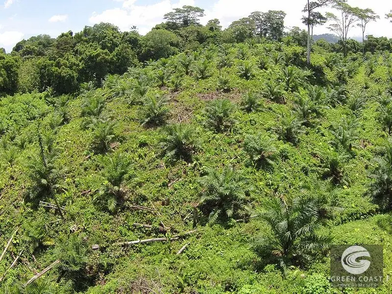 98-Hectare Producing Palm Farm with Ocean Views & Owner's Cabin in Osa Peninsula — view 7, Palmar, Osa, Costa Rica