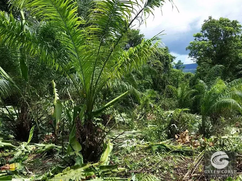 98-Hectare Producing Palm Farm with Ocean Views & Owner's Cabin in Osa Peninsula — view 10, Palmar, Osa, Costa Rica