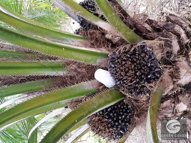 98-Hectare Producing Palm Farm with Ocean Views & Owner's Cabin in Osa Peninsula — view 11, Palmar, Osa, Costa Rica