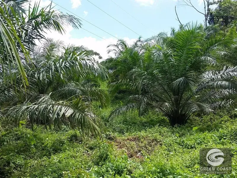 98-Hectare Producing Palm Farm with Ocean Views & Owner's Cabin in Osa Peninsula — view 13, Palmar, Osa, Costa Rica