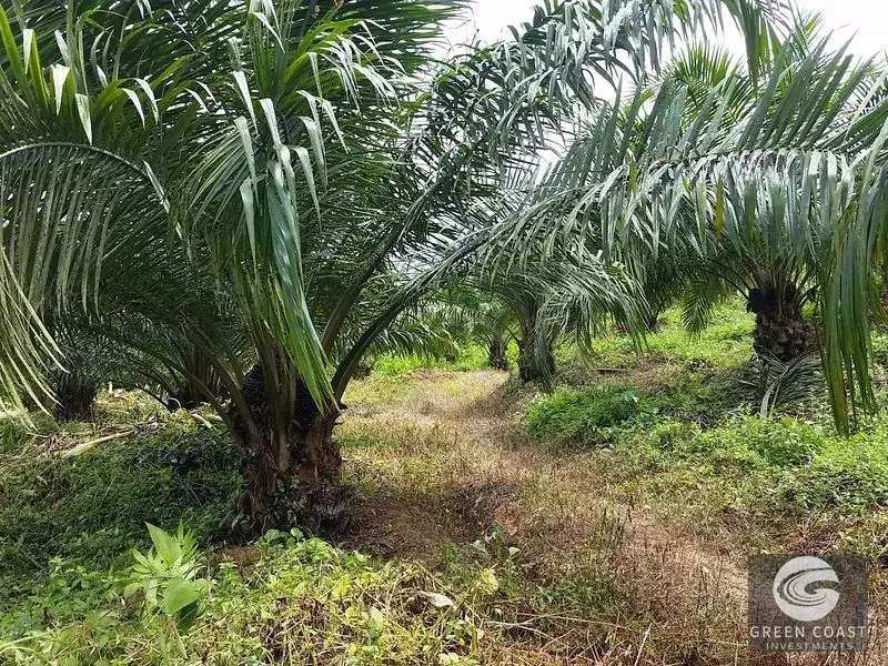 98-Hectare Producing Palm Farm with Ocean Views & Owner's Cabin in Osa Peninsula — view 14, Palmar, Osa, Costa Rica