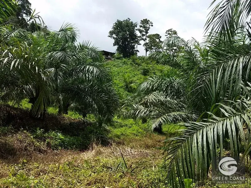 98-Hectare Producing Palm Farm with Ocean Views & Owner's Cabin in Osa Peninsula — view 15, Palmar, Osa, Costa Rica
