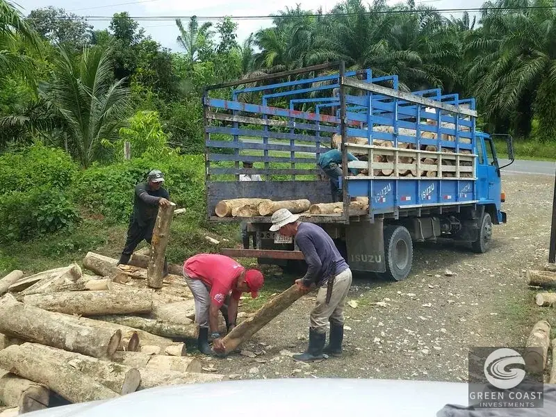 98-Hectare Producing Palm Farm with Ocean Views & Owner's Cabin in Osa Peninsula — view 17, Palmar, Osa, Costa Rica