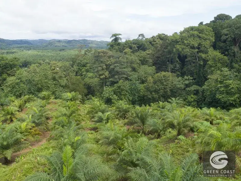 98-Hectare Producing Palm Farm with Ocean Views & Owner's Cabin in Osa Peninsula — view 18, Palmar, Osa, Costa Rica