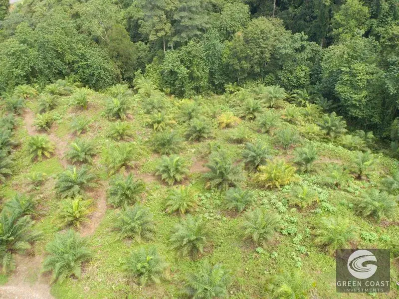 98-Hectare Producing Palm Farm with Ocean Views & Owner's Cabin in Osa Peninsula — view 19, Palmar, Osa, Costa Rica