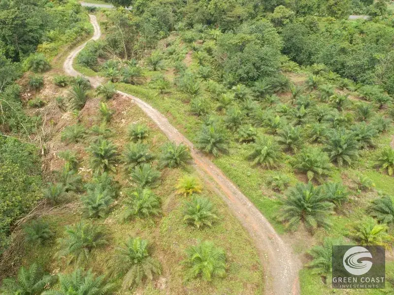 98-Hectare Producing Palm Farm with Ocean Views & Owner's Cabin in Osa Peninsula — view 20, Palmar, Osa, Costa Rica