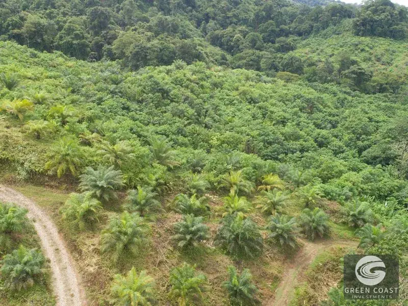 98-Hectare Producing Palm Farm with Ocean Views & Owner's Cabin in Osa Peninsula — view 21, Palmar, Osa, Costa Rica