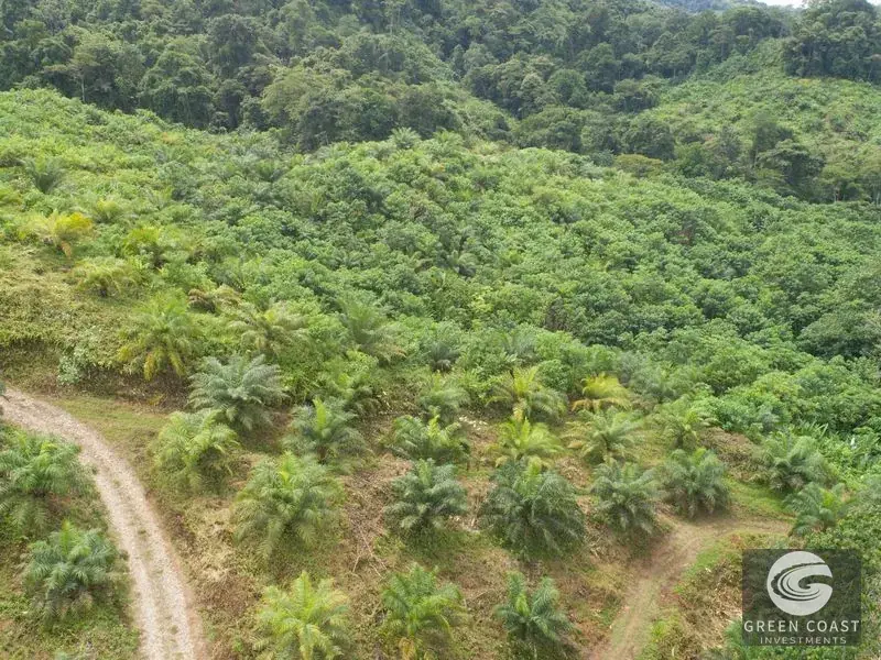 98-Hectare Producing Palm Farm with Ocean Views & Owner's Cabin in Osa Peninsula — view 22, Palmar, Osa, Costa Rica