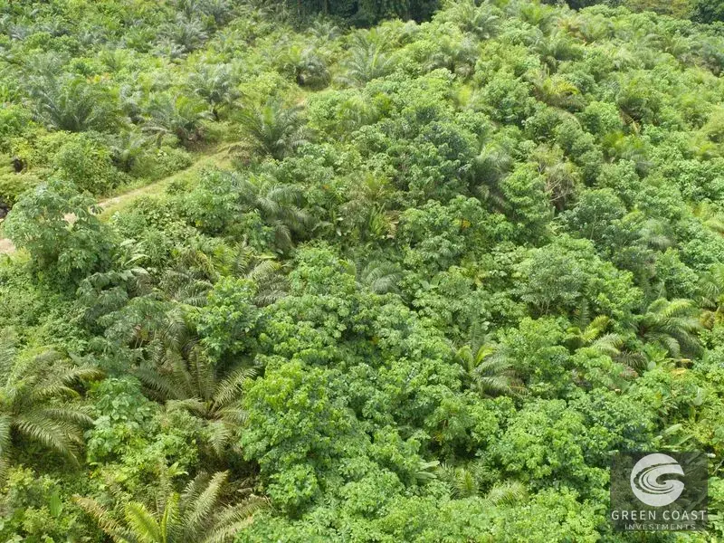 98-Hectare Producing Palm Farm with Ocean Views & Owner's Cabin in Osa Peninsula — view 23, Palmar, Osa, Costa Rica
