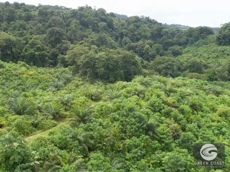 98-Hectare Producing Palm Farm with Ocean Views & Owner's Cabin in Osa Peninsula — view 25, Palmar, Osa, Costa Rica