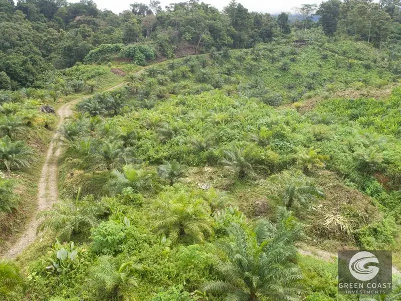 98-Hectare Producing Palm Farm with Ocean Views & Owner's Cabin in Osa Peninsula — view 26, Palmar, Osa, Costa Rica