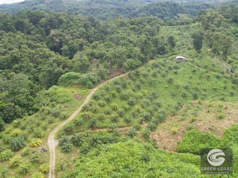 98-Hectare Producing Palm Farm with Ocean Views & Owner's Cabin in Osa Peninsula — view 27, Palmar, Osa, Costa Rica