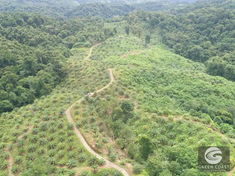 98-Hectare Producing Palm Farm with Ocean Views & Owner's Cabin in Osa Peninsula — view 29, Palmar, Osa, Costa Rica