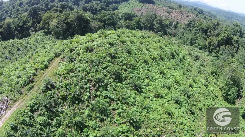 98-Hectare Producing Palm Farm with Ocean Views & Owner's Cabin in Osa Peninsula — view 37, Palmar, Osa, Costa Rica