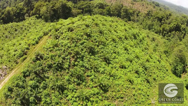 98-Hectare Producing Palm Farm with Ocean Views & Owner's Cabin in Osa Peninsula — view 40, Palmar, Osa, Costa Rica