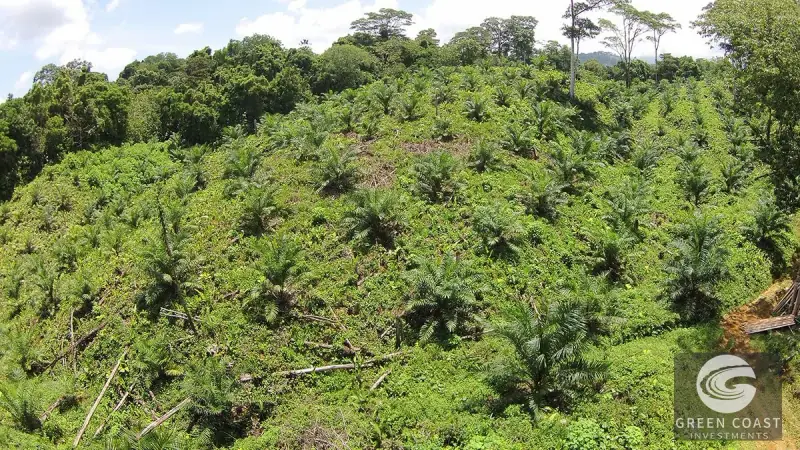 98-Hectare Producing Palm Farm with Ocean Views & Owner's Cabin in Osa Peninsula — view 41, Palmar, Osa, Costa Rica