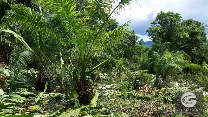 98-Hectare Producing Palm Farm with Ocean Views & Owner's Cabin in Osa Peninsula — view 44, Palmar, Osa, Costa Rica