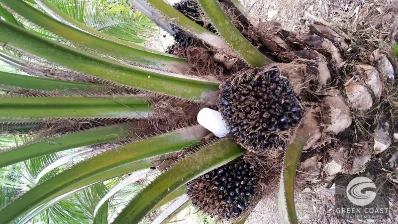 98-Hectare Producing Palm Farm with Ocean Views & Owner's Cabin in Osa Peninsula — view 45, Palmar, Osa, Costa Rica