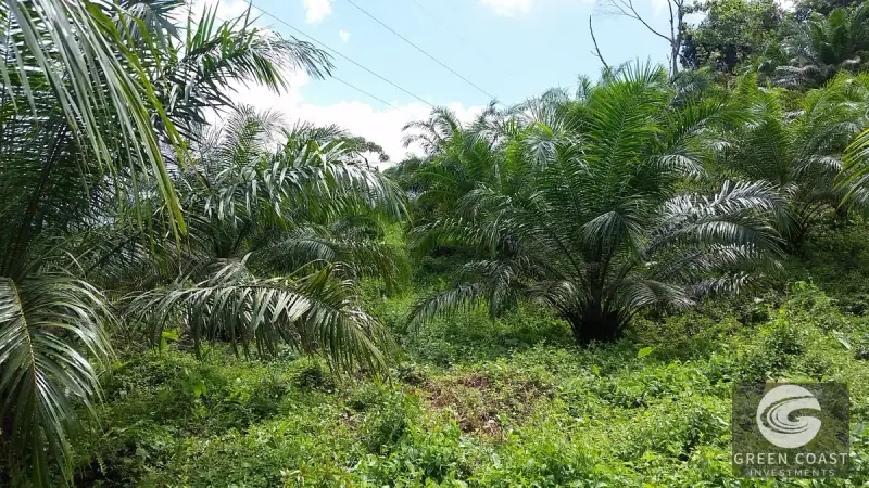 98-Hectare Producing Palm Farm with Ocean Views & Owner's Cabin in Osa Peninsula — view 47, Palmar, Osa, Costa Rica